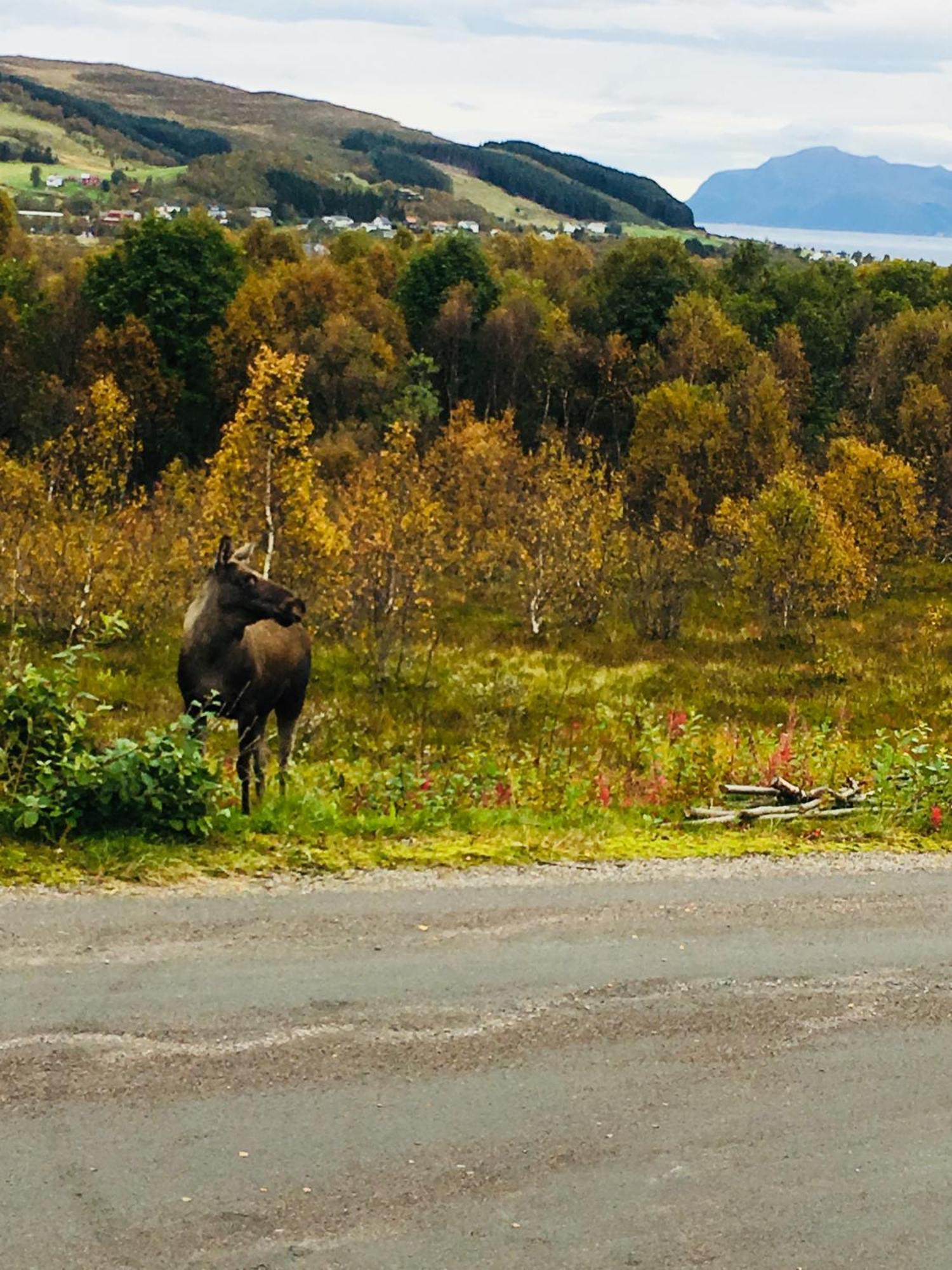 Sortland Camping Og Motell As Zewnętrze zdjęcie